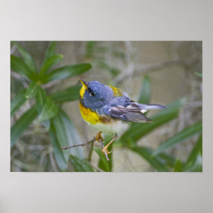 Nordparula Parula americana Poster