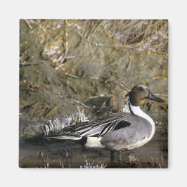 Nordpintail Anka Magnet