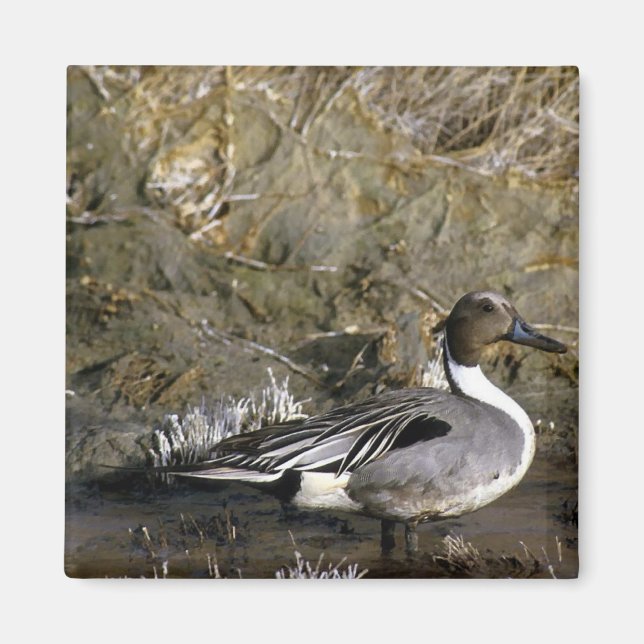 Nordpintail Anka Magnet (Framsidan)