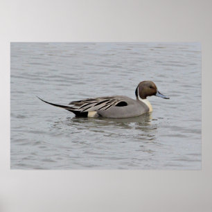 Nordpintail Anka Photo Poster