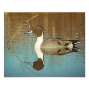 Nordpintail Anka Skriv ut Fototryck
