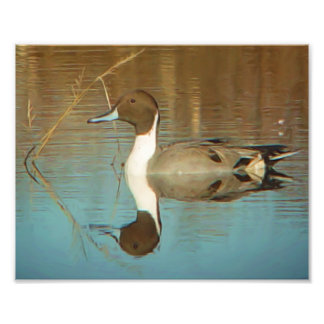 Nordpintail Anka Skriv ut Fototryck