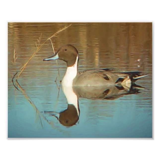 Nordpintail Anka Skriv ut Fototryck (Framsidan)