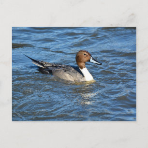 Nordpintail Anka vykort