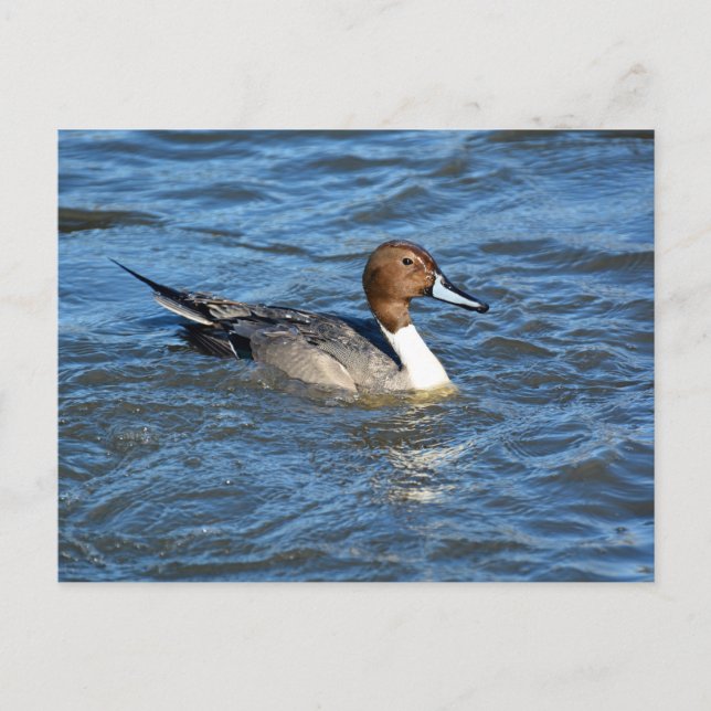 Nordpintail Anka vykort (Framsida)