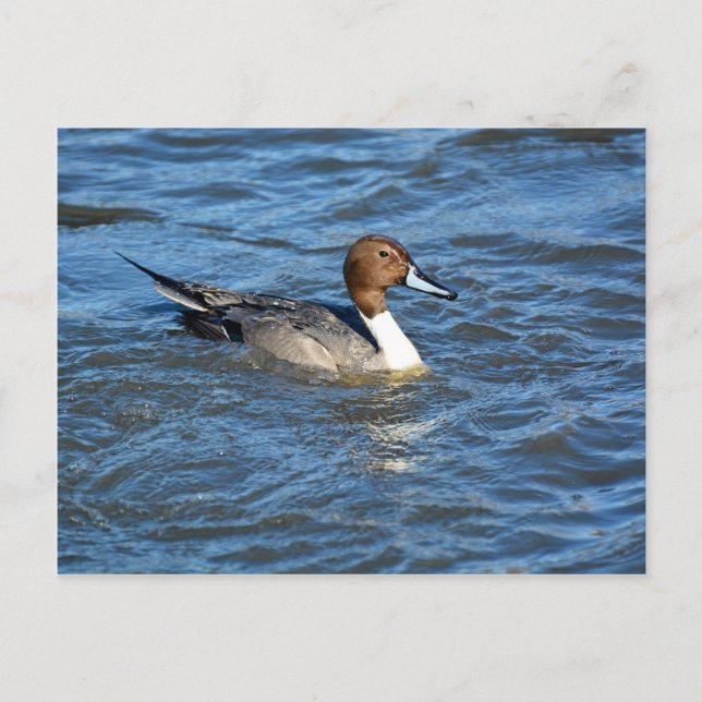Nordpintail Anka Vykort (Framsida)