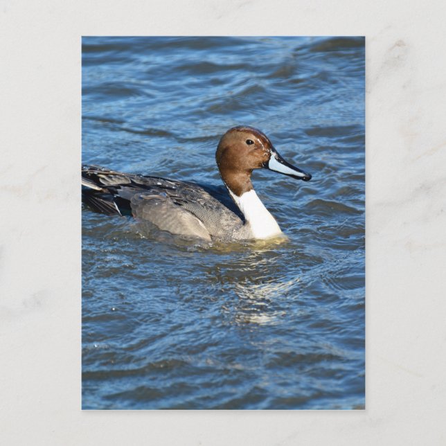 Nordpintail Anka Vykort (Framsida)