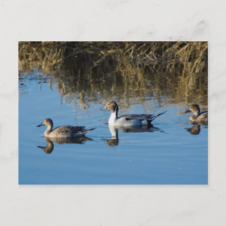 Nordpintail Vykort