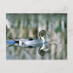 Nordpintail Vykort