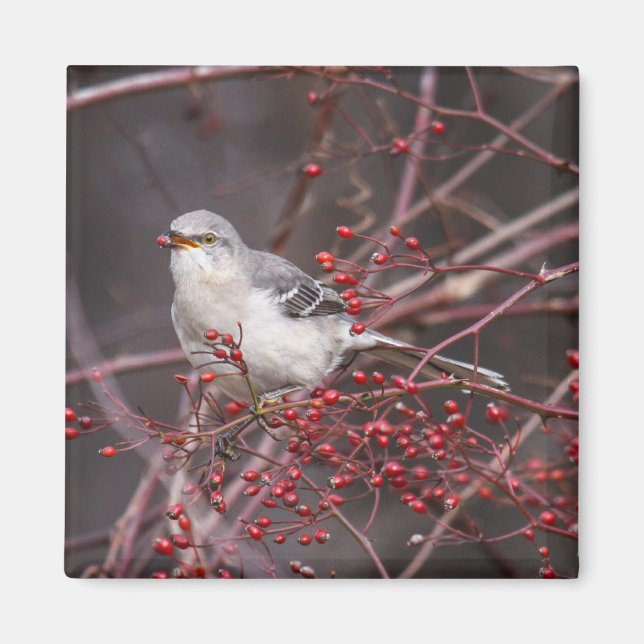 Nordsjöfågel Magnet (Framsidan)