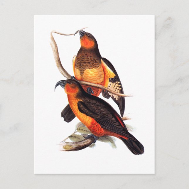 Norfolk Island Kaka Vykort (Framsida)