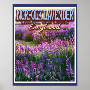 NORFOLK LAVENDER - LAVENDER FÄLT NORFOLK ENGLAND POSTER