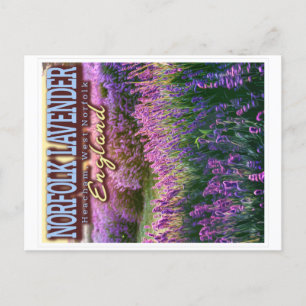 NORFOLK LAVENDER - LAVENDER FÄLT NORFOLK ENGLAND VYKORT