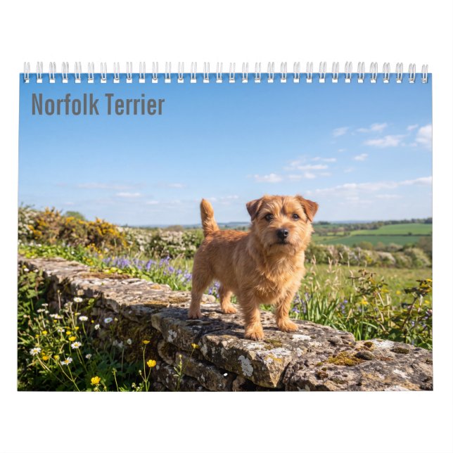 Norfolk Terrier 2027 Väggkalender Kalender (Omslag)