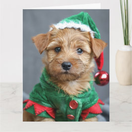 Norfolk Terrier Elf Puppy-julkort Kort