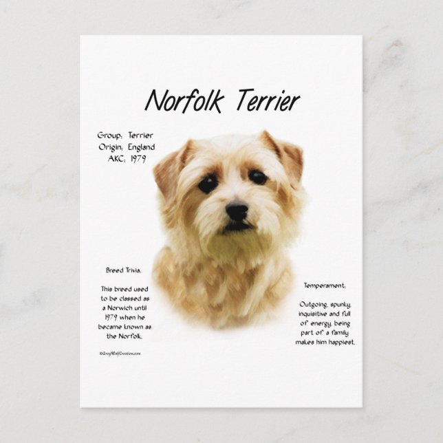 Norfolk Terrier Historia Utseende Vykort (Framsida)