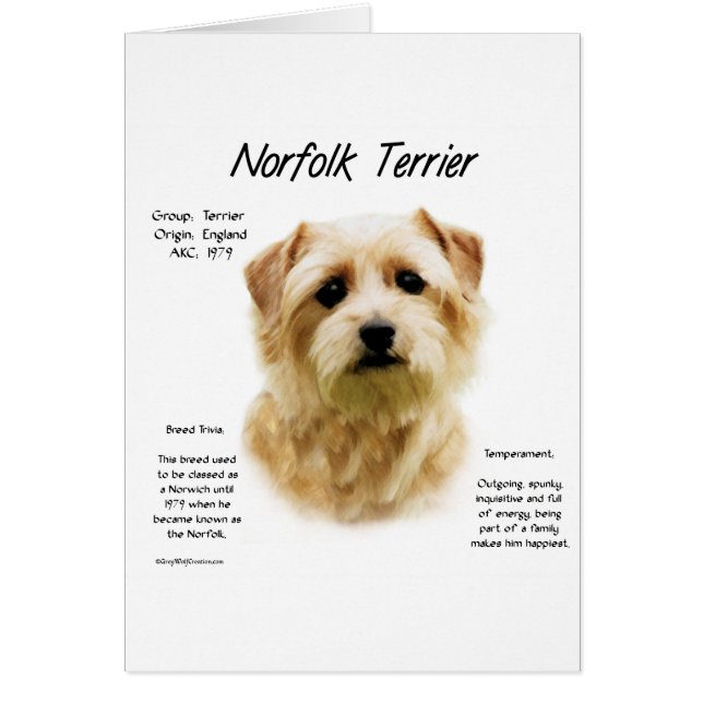 Norfolk Terrier History Design Hälsningskort (Framsidan)