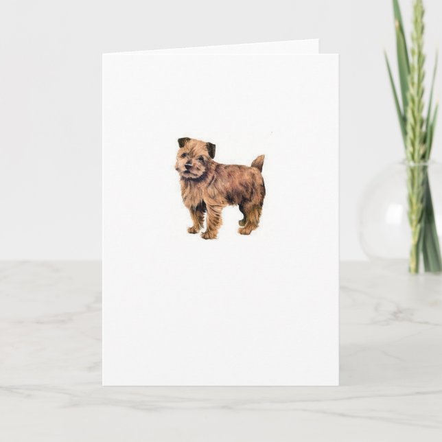 Norfolk Terrier Kort (Framsida)