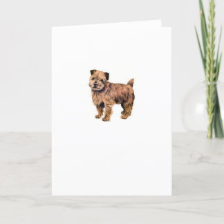 Norfolk Terrier Kort