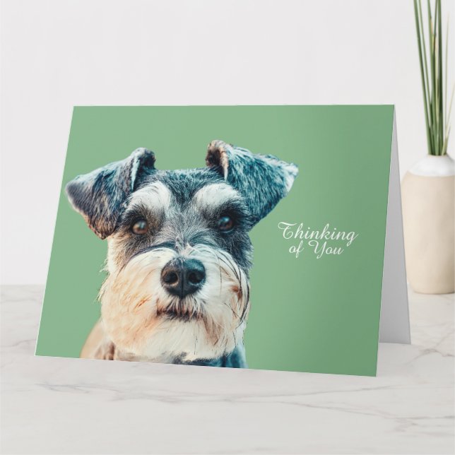 Norfolk Terrier Kort (Framsida)
