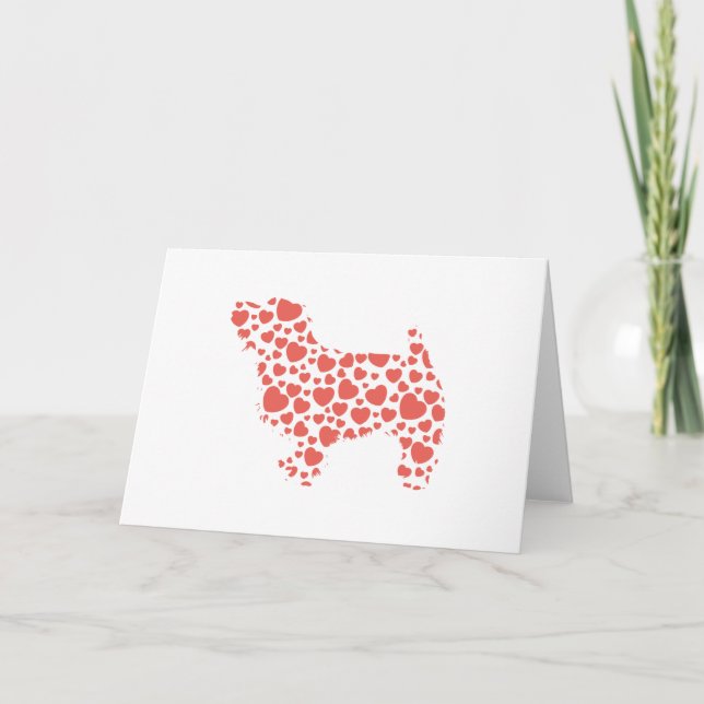 Norfolk Terrier Kort (Framsida)