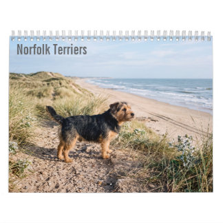 Norfolk Terriers 2027 Väggkalender Kalender