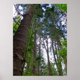 Norfolkön Gräs Träd Poster