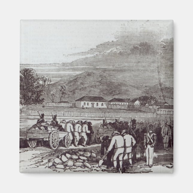 Norfolkön Magnet (Framsidan)