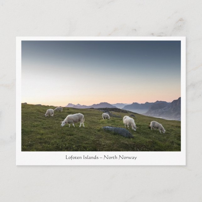 Norge Lofoten Sheep Vykort (Framsida)