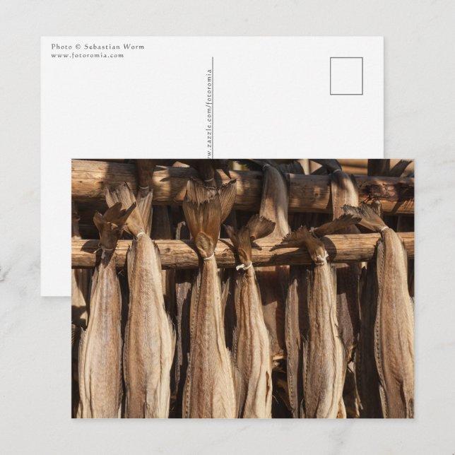 Norge Lofoten Stockfish Vykort (Fram/baksida)