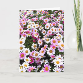 Norge Rosa Daisy Greeting Card Inbjudan