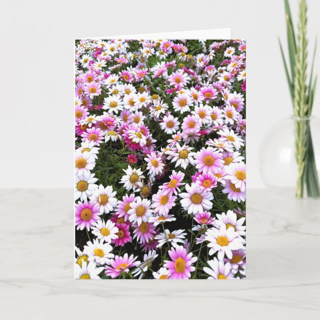 Norge Rosa Daisy Greeting Card Inbjudan (Framsida)