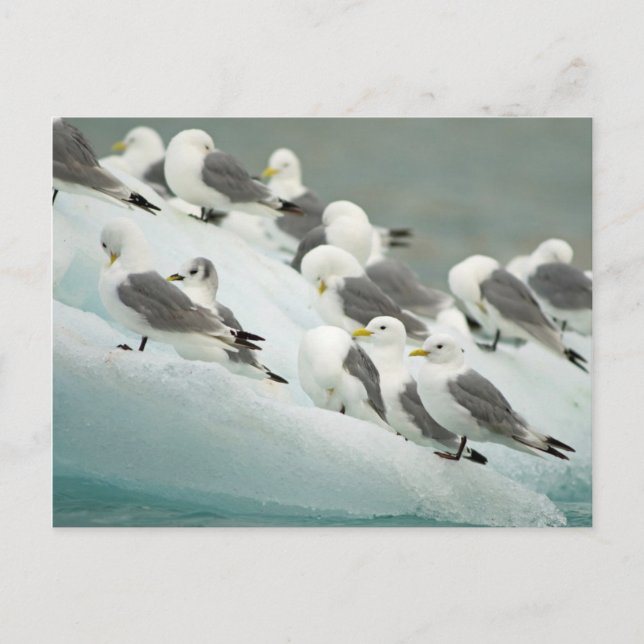 Norge, Svalbard arkipelag, Spitsbergen Vykort (Framsida)