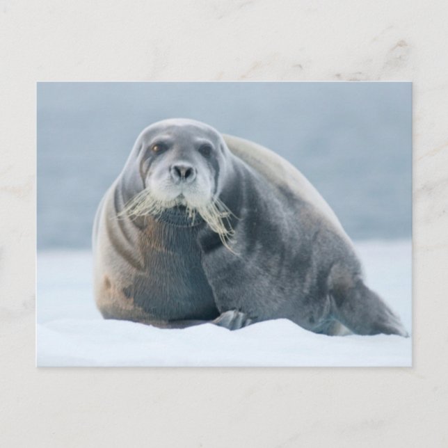 Norge, Svalbardarkipelagen, Spitsbergen 4 Vykort (Framsida)