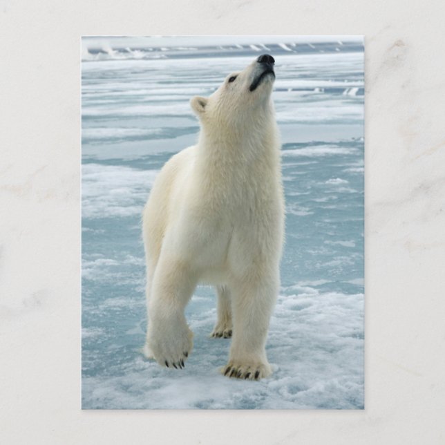 Norge, Svalbardarkipelagen, Spitsbergen 8 Vykort (Framsida)