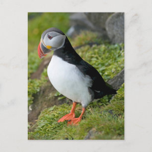 Norge, Svalbardarkipelagen, Spitsbergen 9 Vykort