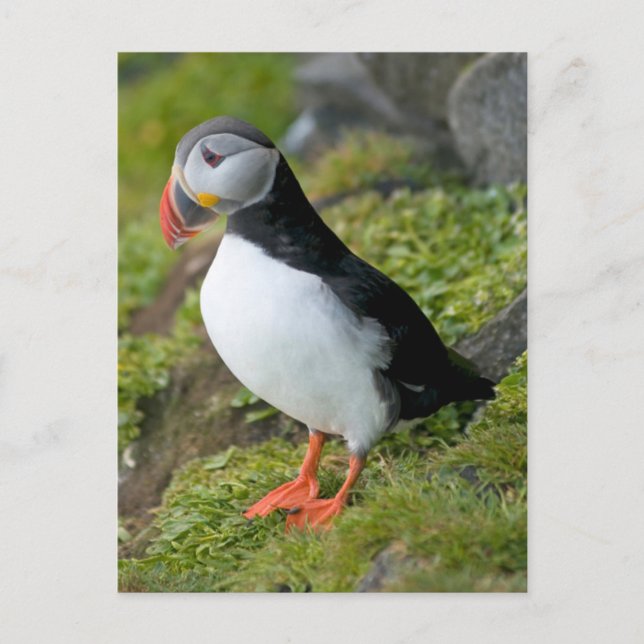 Norge, Svalbardarkipelagen, Spitsbergen 9 Vykort (Framsida)