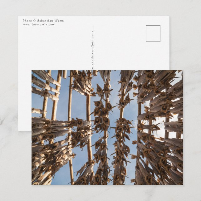 Norgen för Lofoten-öarna Vykort (Fram/baksida)