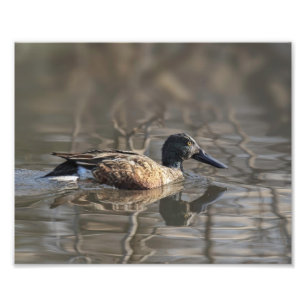 Normal Shoveler Photography Print Fototryck
