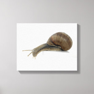 Normalsnail Canvastryck
