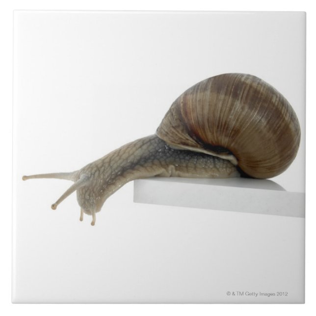 Normalsnail Kakelplatta (Framsidan)