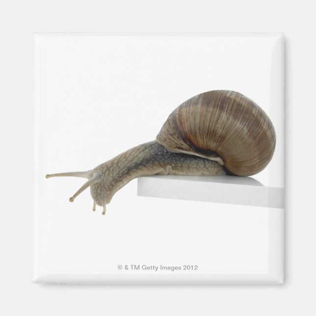 Normalsnail Magnet (Framsidan)