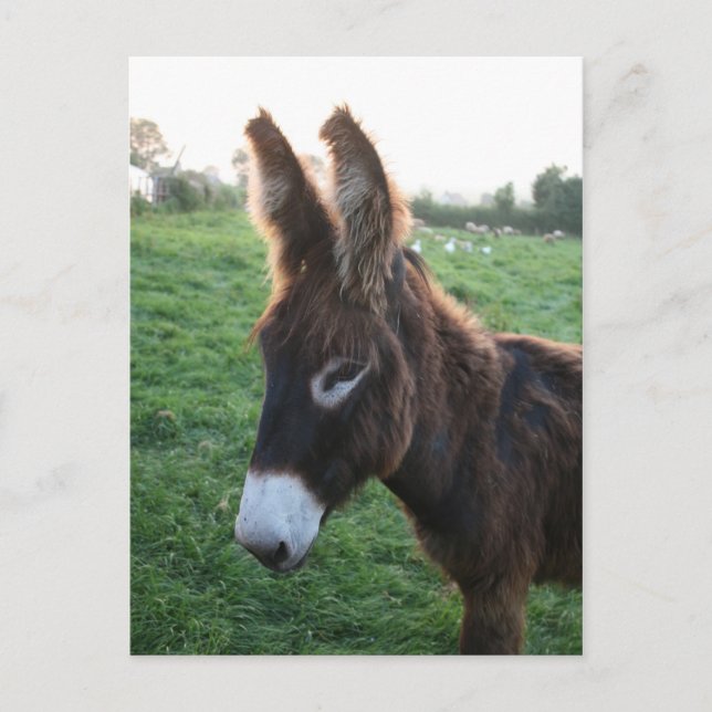 Normandie 2009 vykort (Framsida)