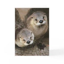 Norr - amerikanfloduttrar