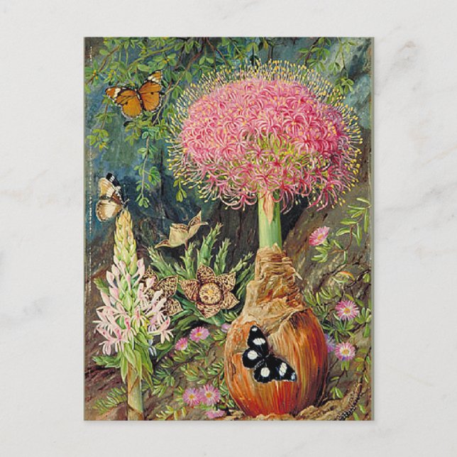 Norr - Buphane Toricara och andra blommor Vykort (Framsida)