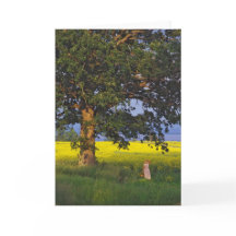 NORR HJÄLTE   VERMONT FÖR HÄLSNINGKORT