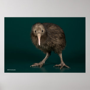 Norr öbruntKiwi Poster