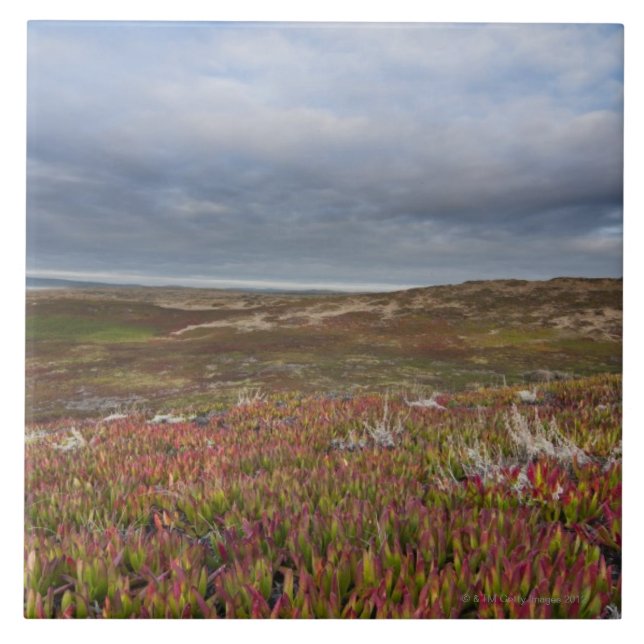 Norr San Francisco 2 pekar den Reyes medborgare Kakelplatta (Framsidan)