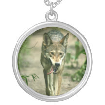 Norr - Sly röd varg för amerikan