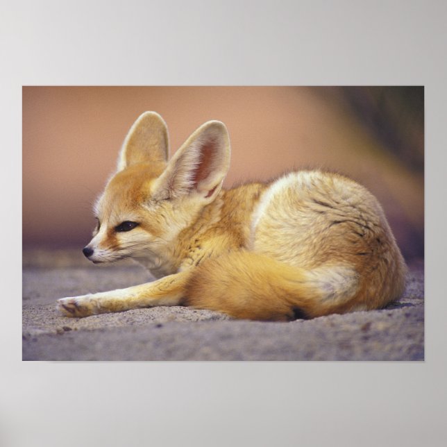 Norra Afrikan. Fennec Fennecus zerda) Poster (Framsidan)